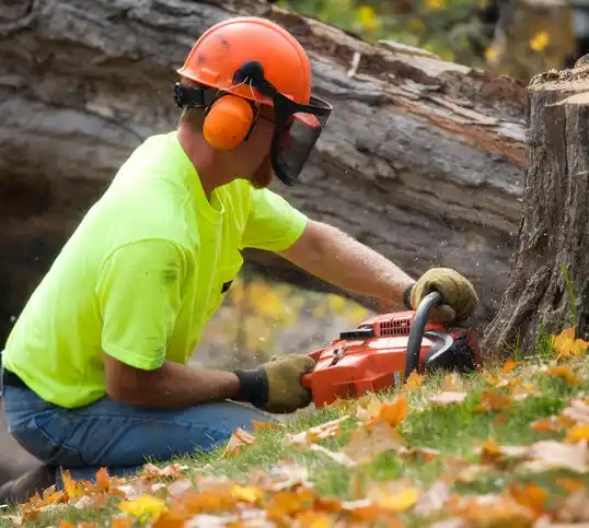 tree services Queensland